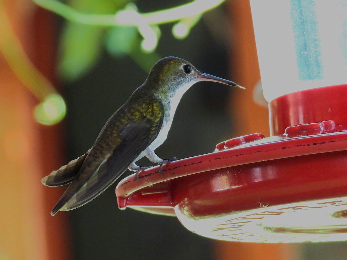White-bellied Emerald - ML644247349
