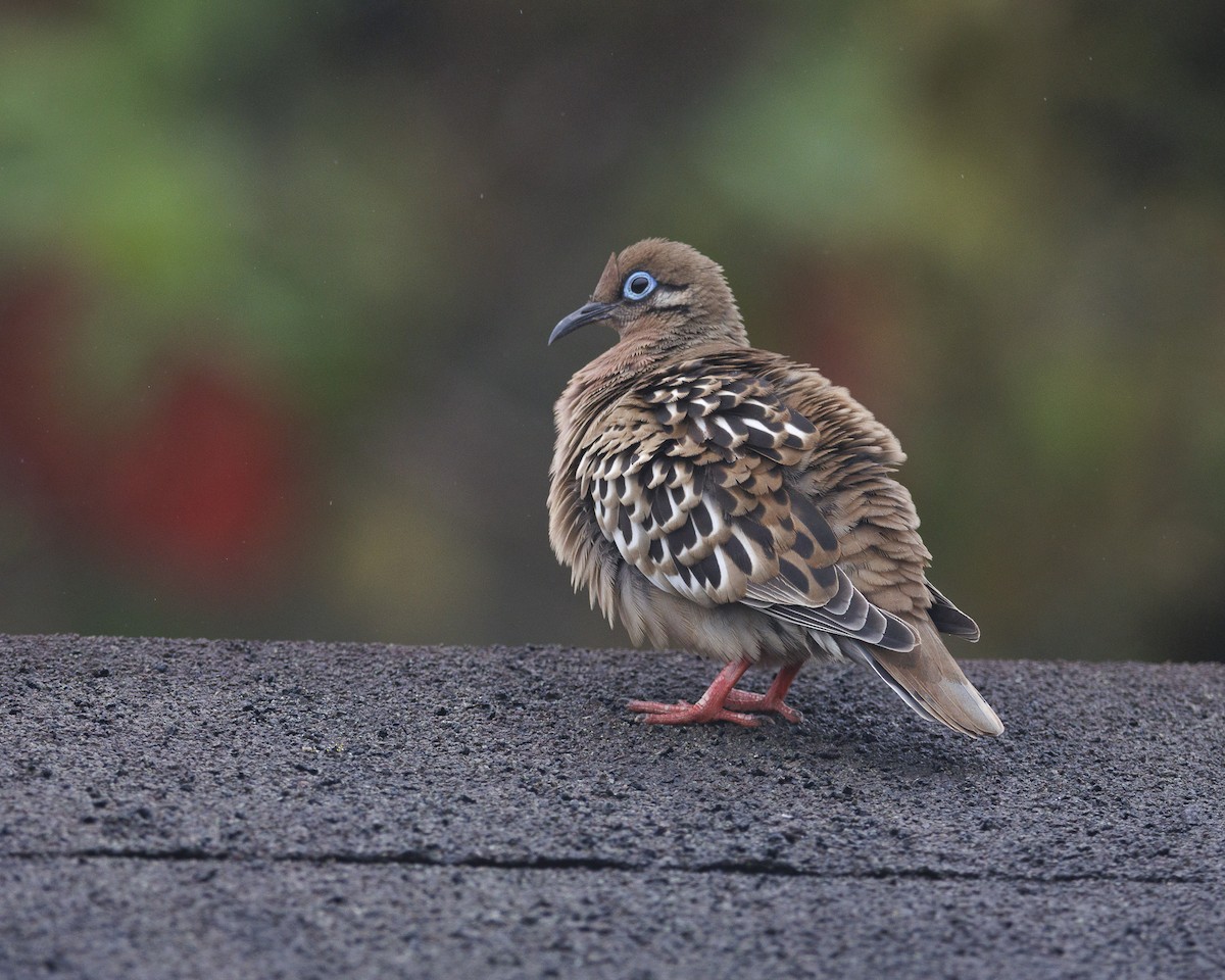 Galapagos Dove - ML644247352