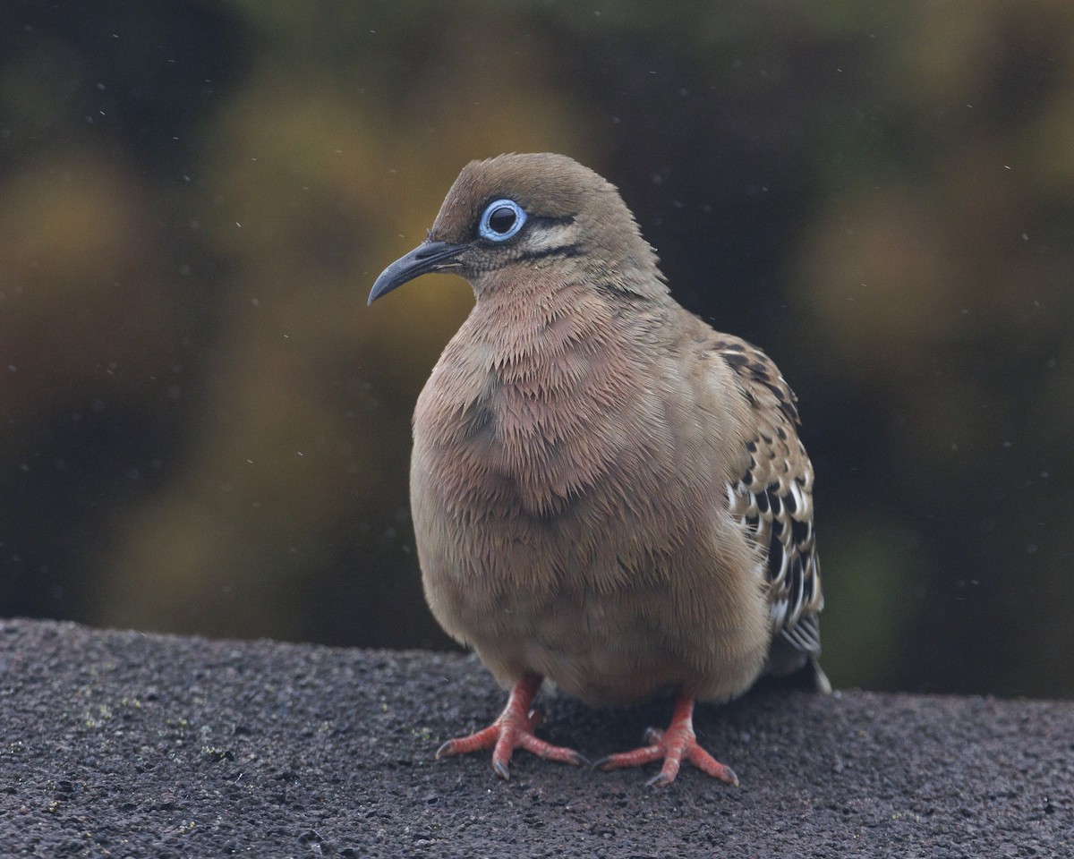 Galapagos Dove - ML644247354