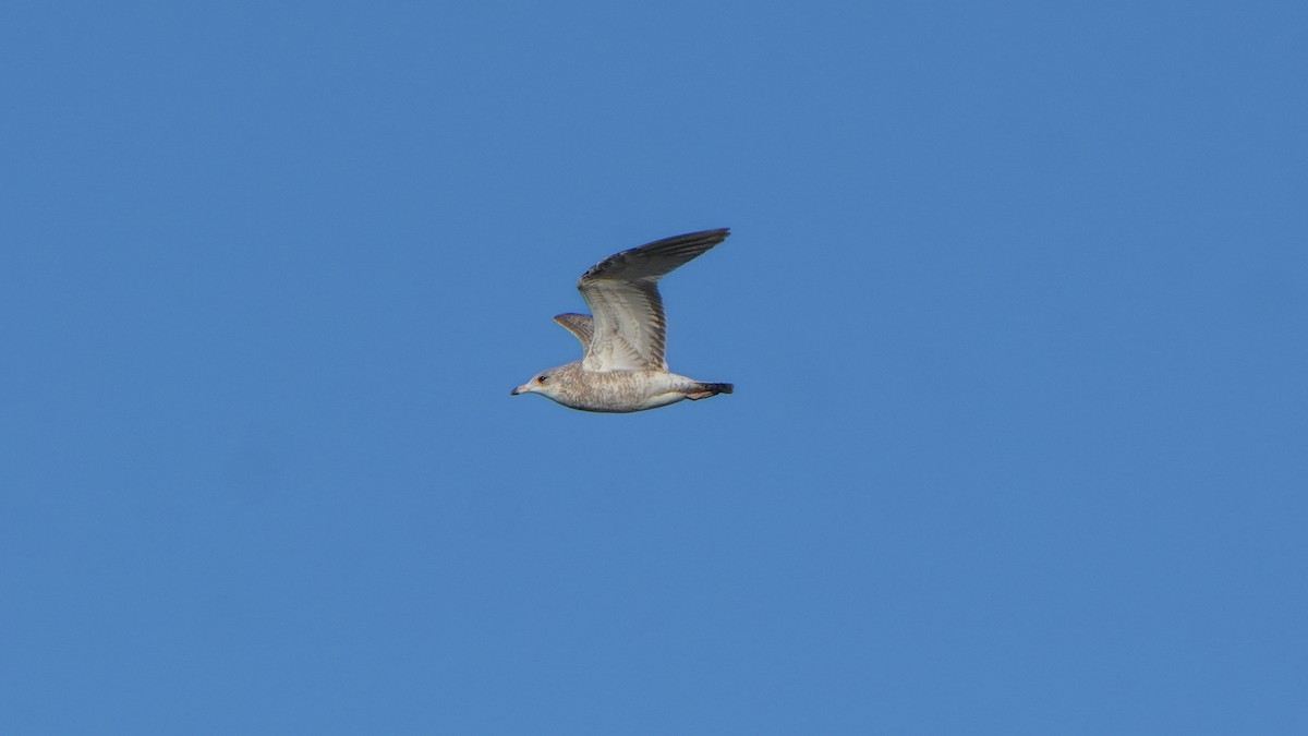 Ring-billed Gull - ML644247358
