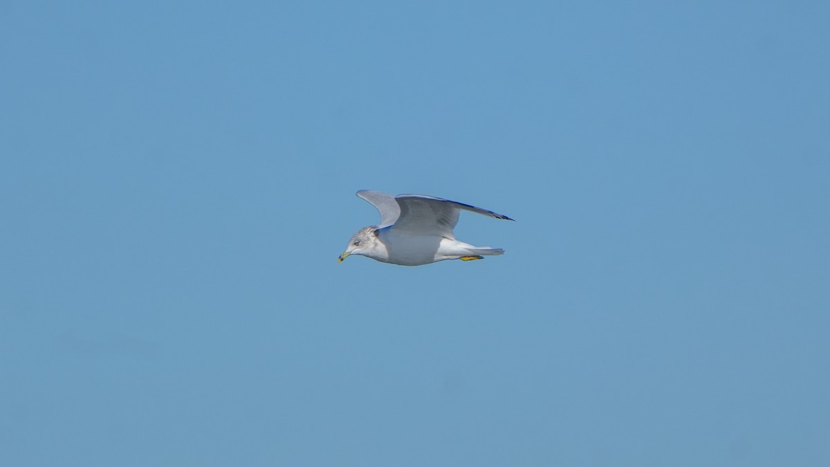 Ring-billed Gull - ML644247359