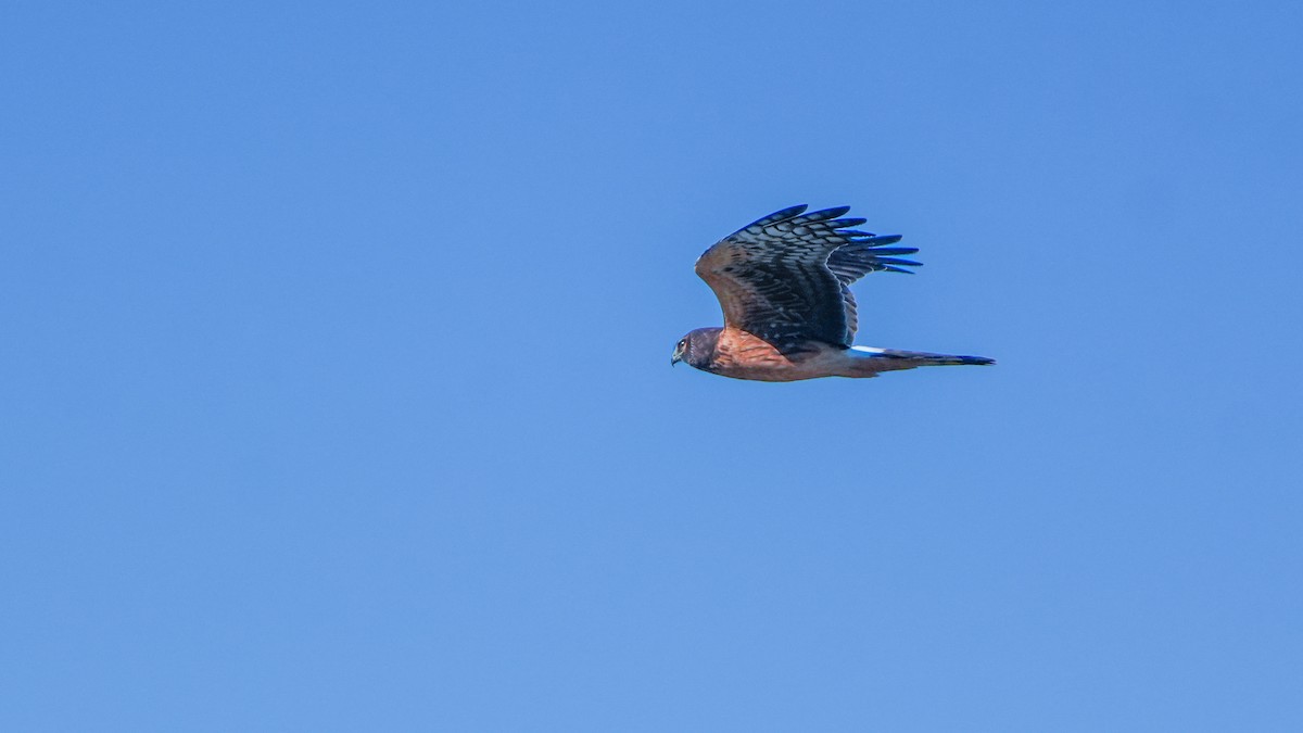 Northern Harrier - ML644247371