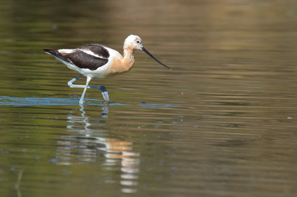 Чоботар американський - ML644247372