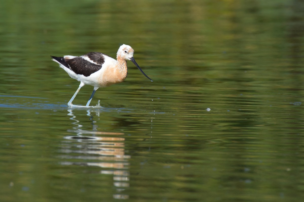 Чоботар американський - ML644247373