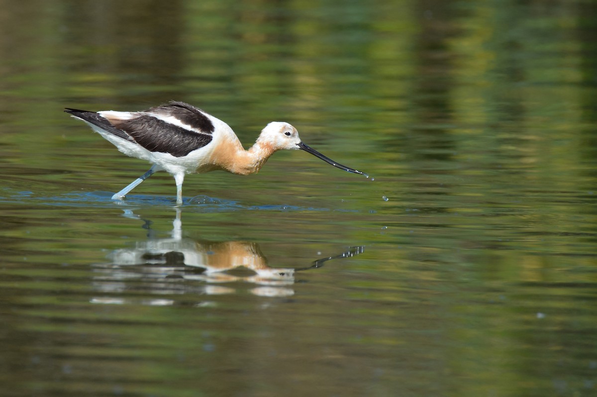 Чоботар американський - ML644247374