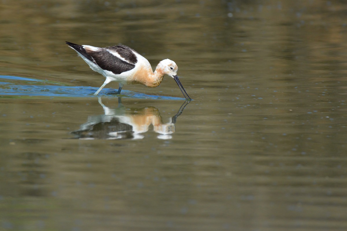 Чоботар американський - ML644247375