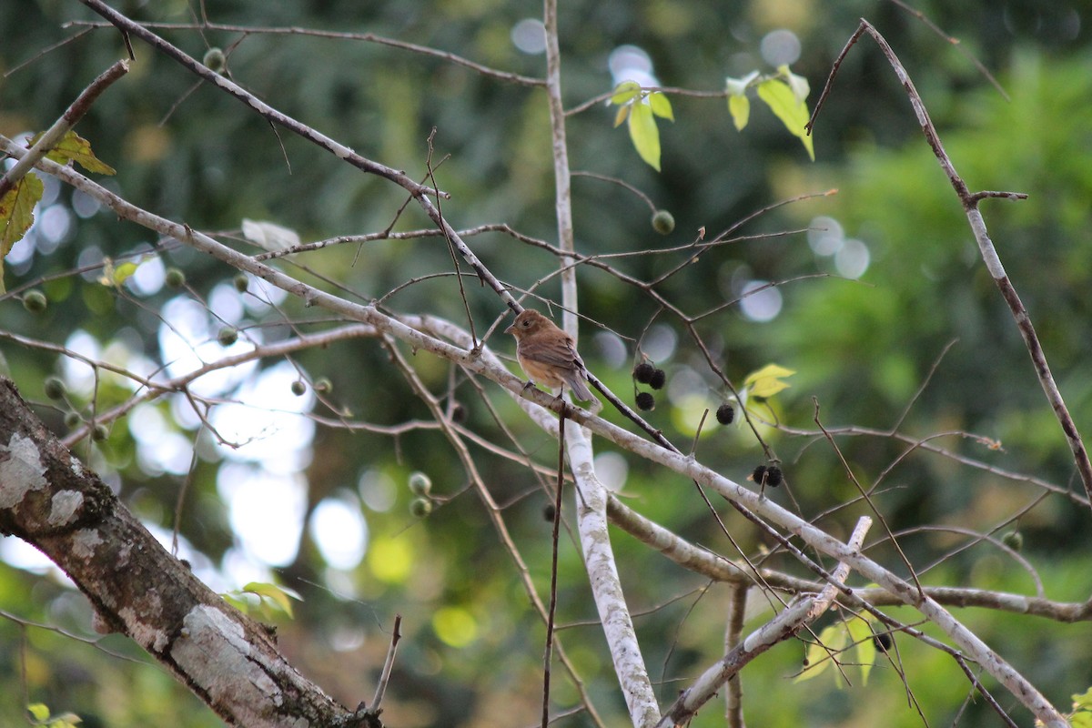 Indigo Bunting - ML644247382
