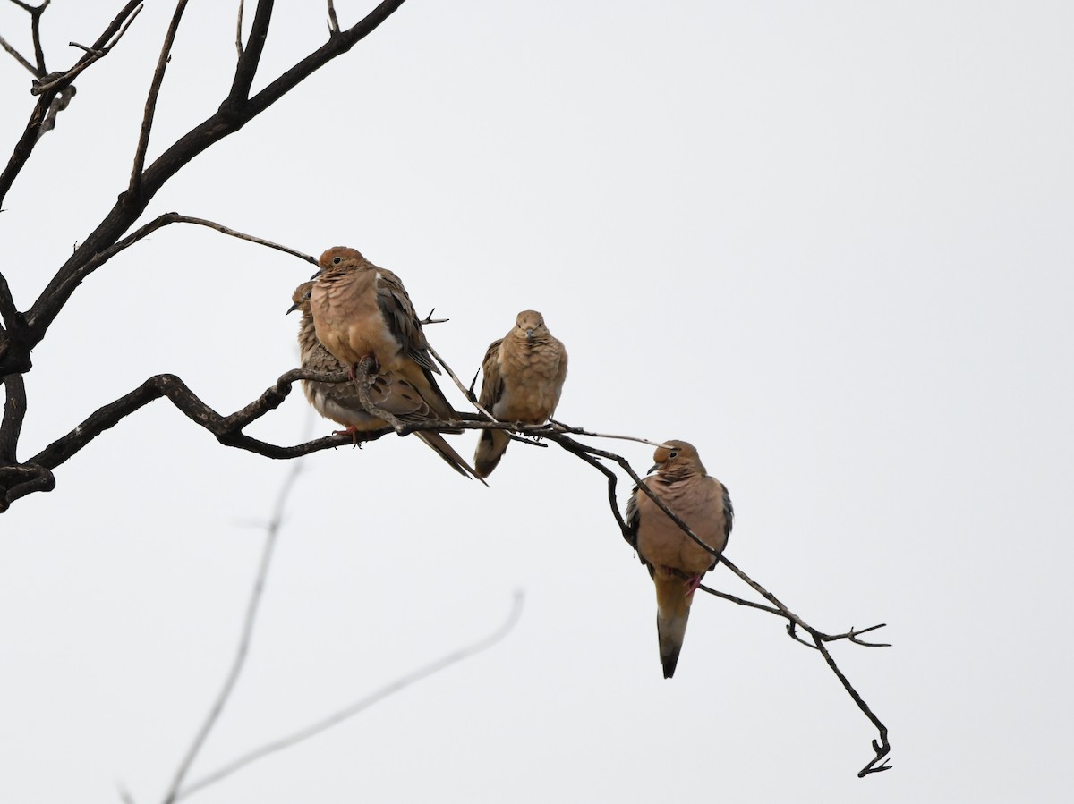 Mourning Dove - ML644247384