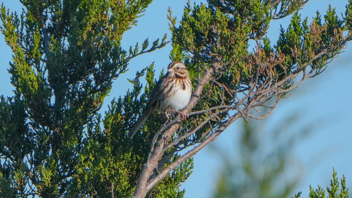 Song Sparrow - ML644247385