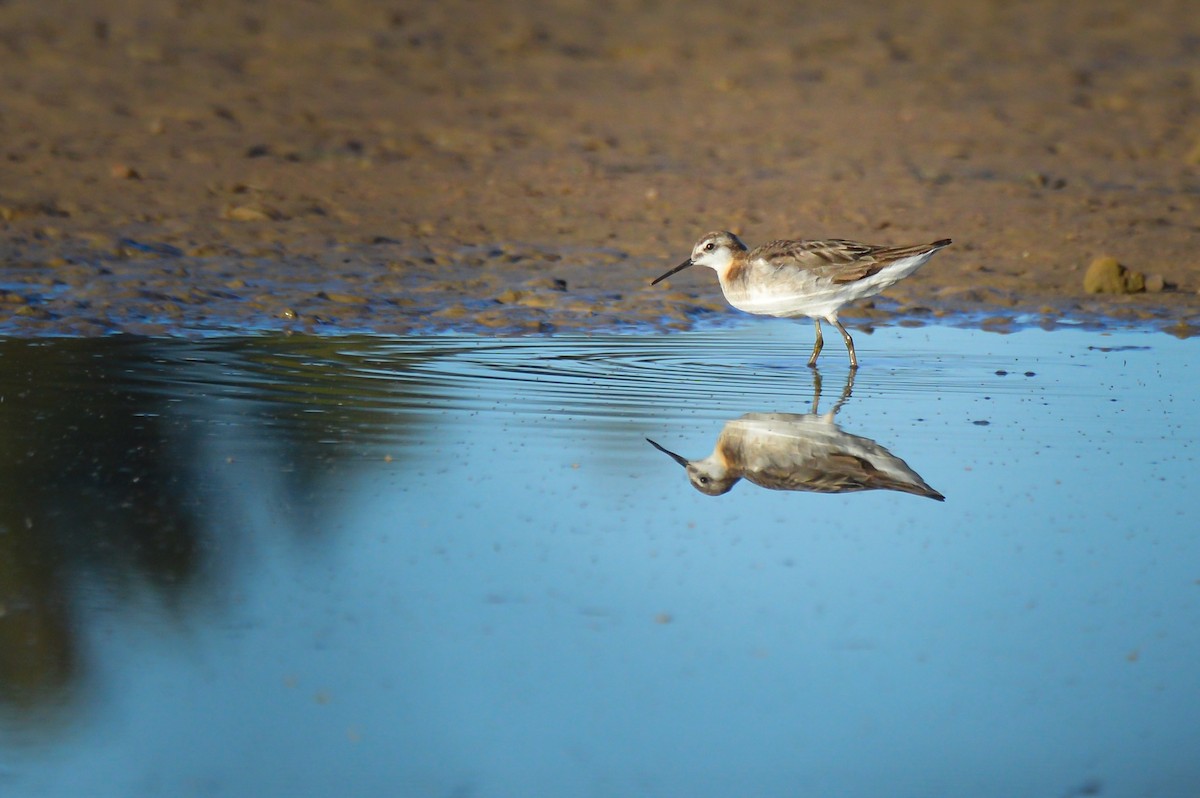 Плавунець довгодзьобий - ML644247392
