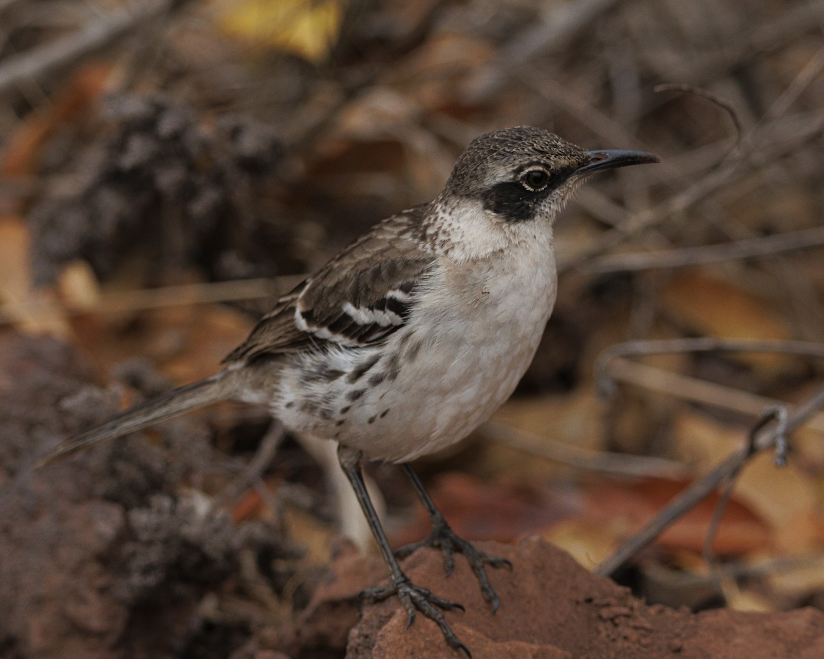 Galapagos Mockingbird - ML644247396