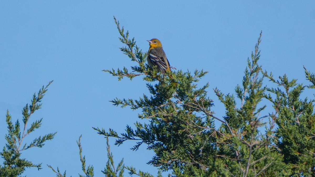 Baltimore Oriole - ML644247397