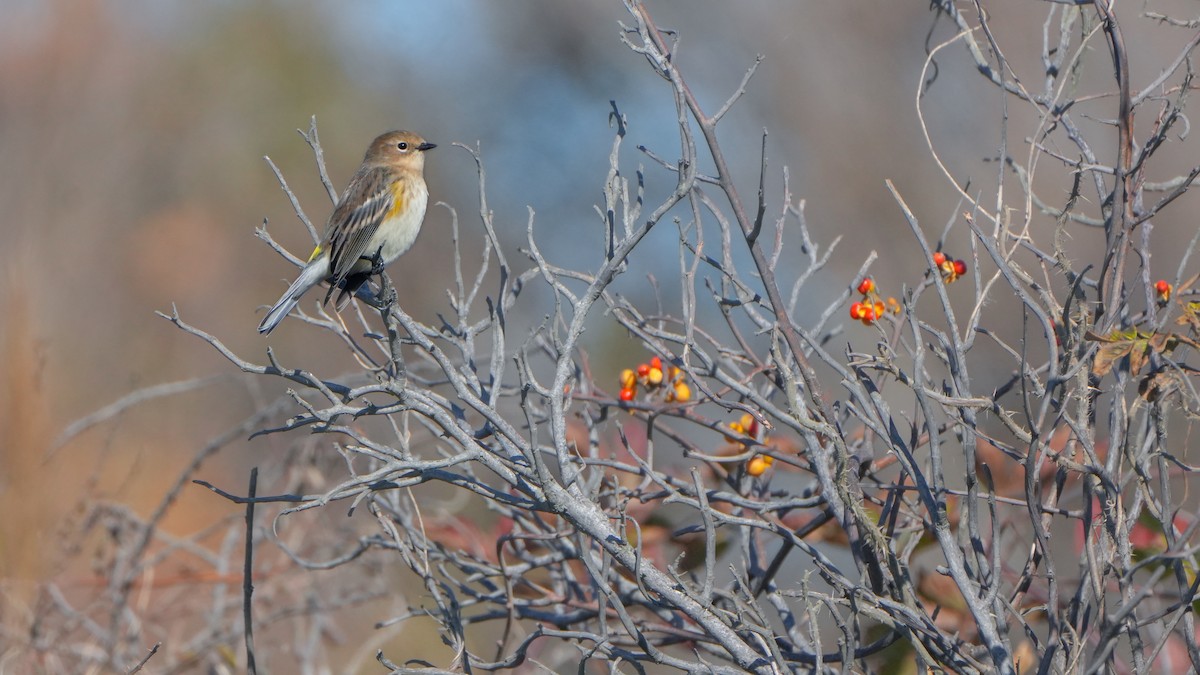Yellow-rumped Warbler - ML644247402