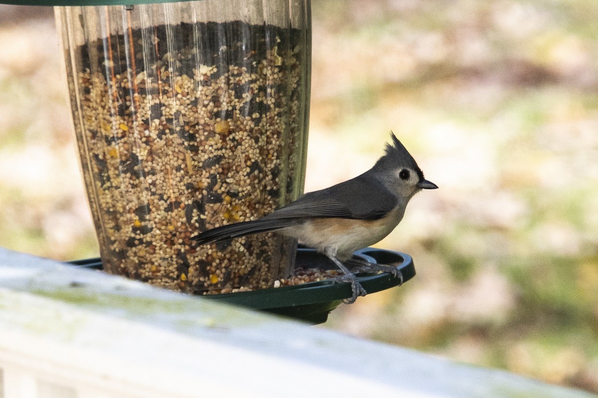 gråduskmeis - ML644247411