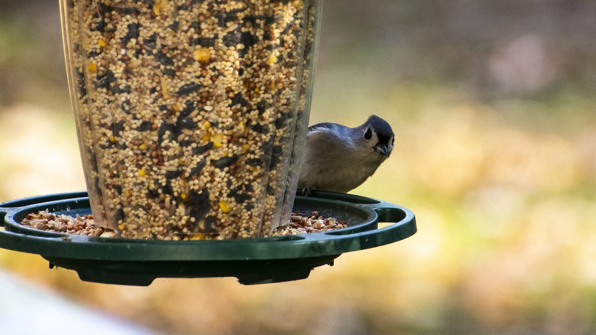 gråduskmeis - ML644247412