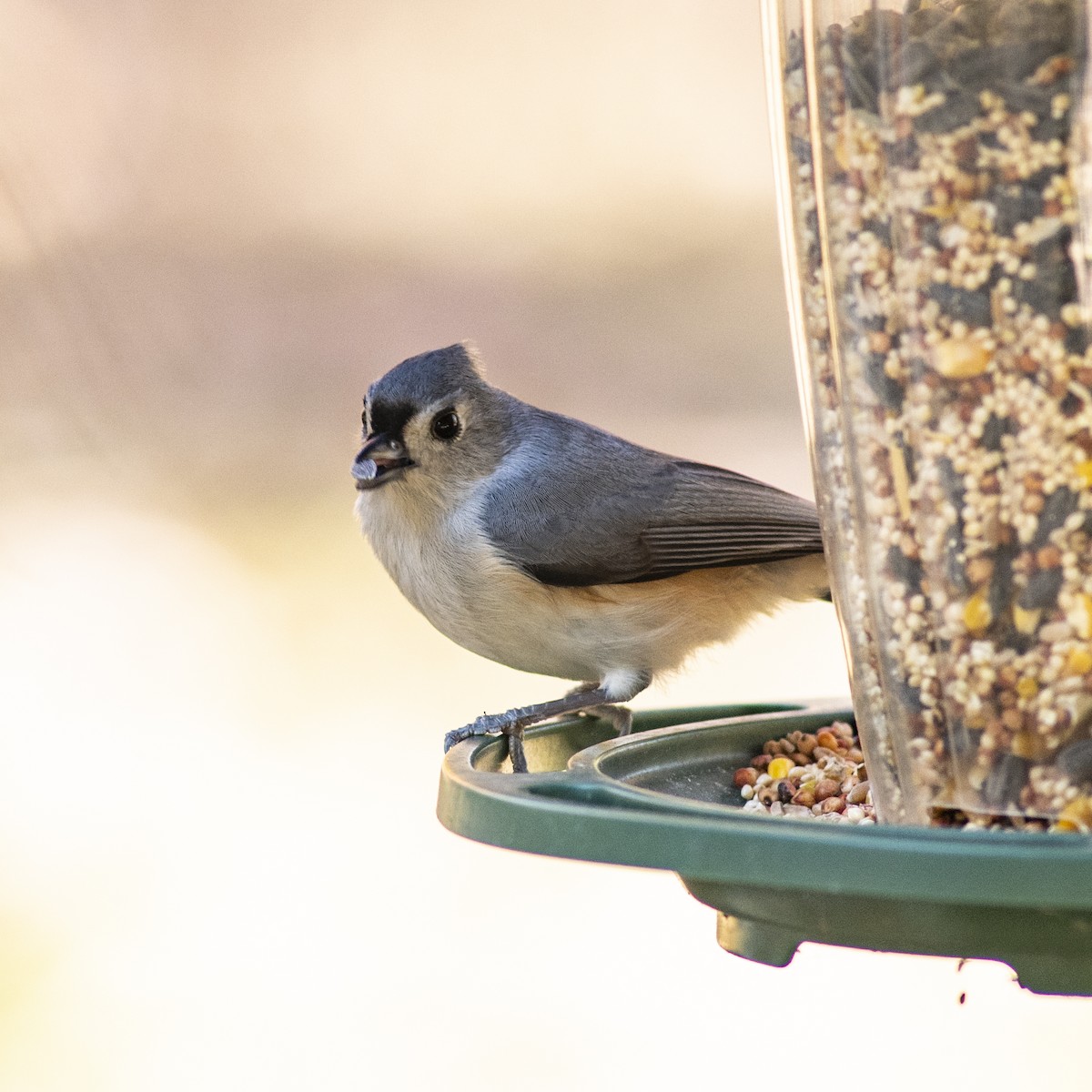 gråduskmeis - ML644247413