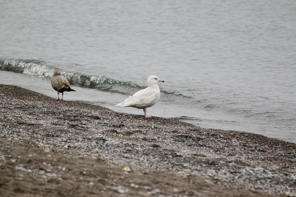 Ipar-kaioa - ML644247415