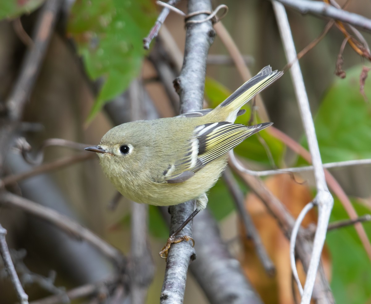 Ruby-crowned Kinglet - ML644247425