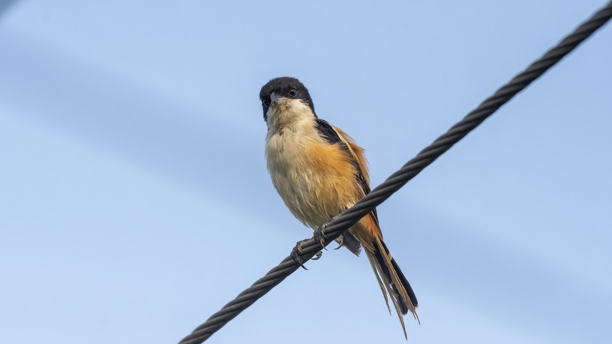 Alcaudón Schach - ML644247427