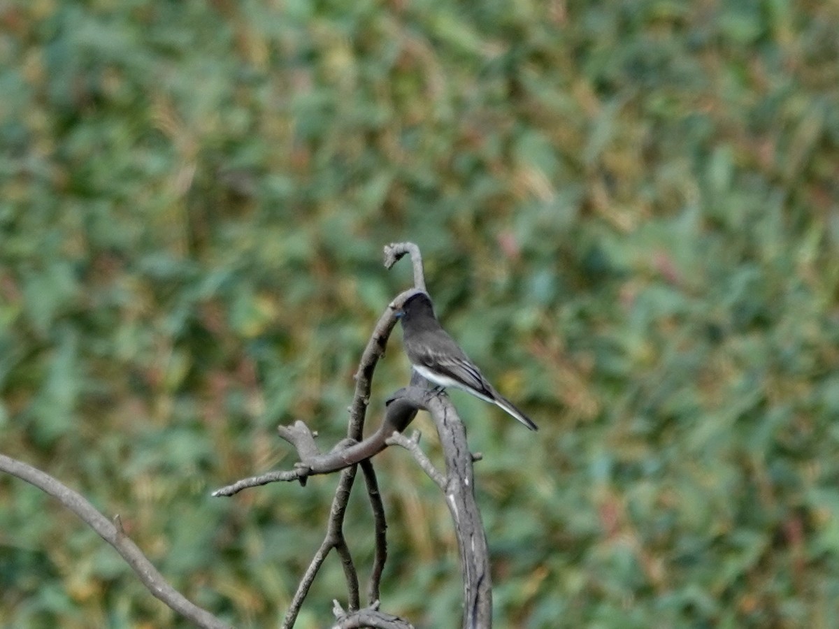 Black Phoebe - ML644247432