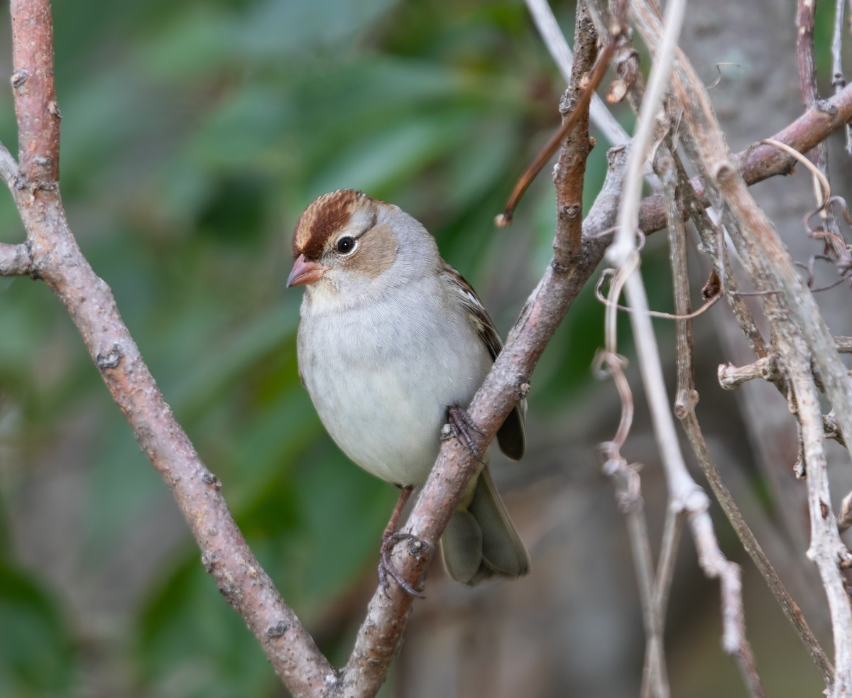 White-crowned Sparrow - ML644247435