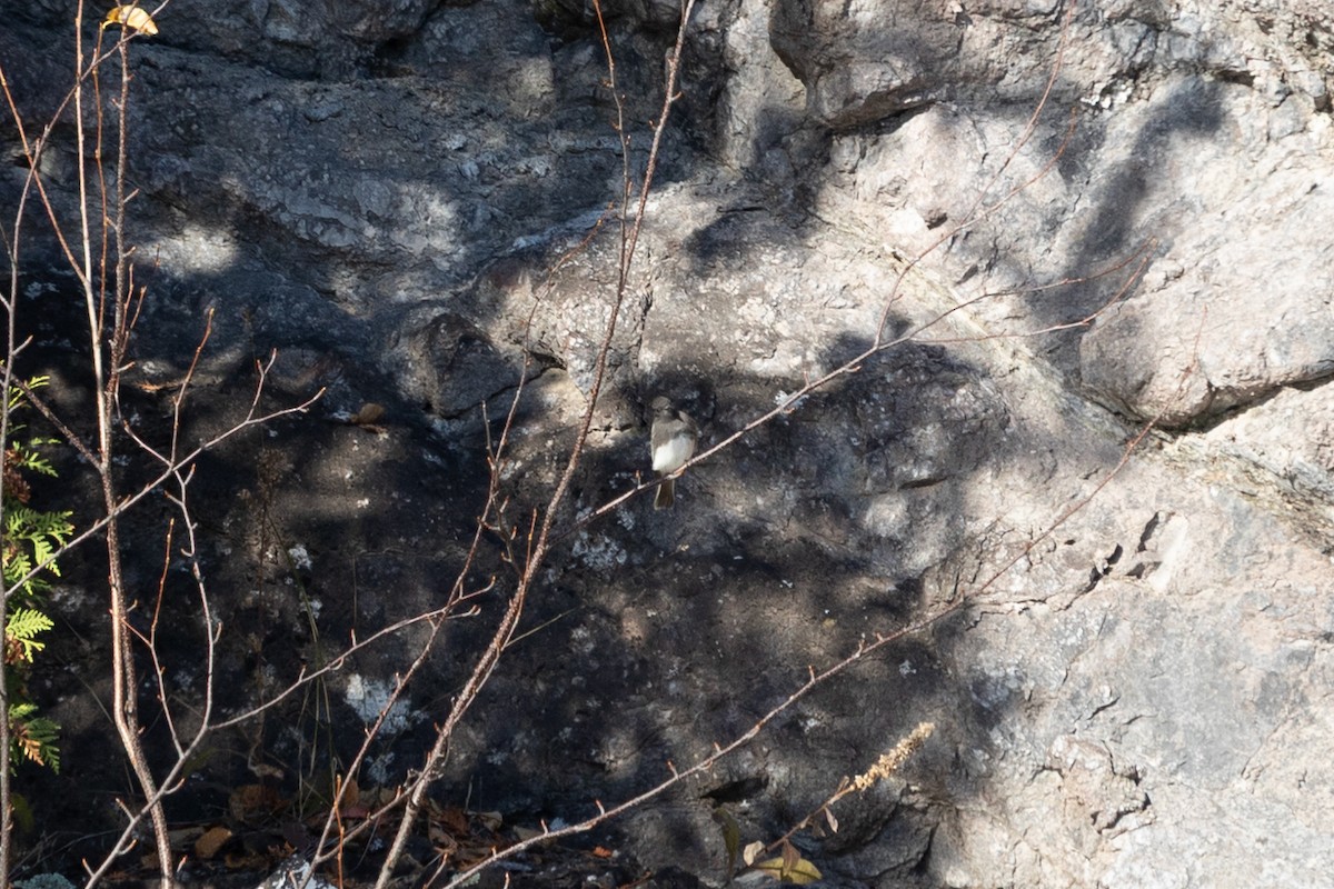 Black Phoebe - ML644247436