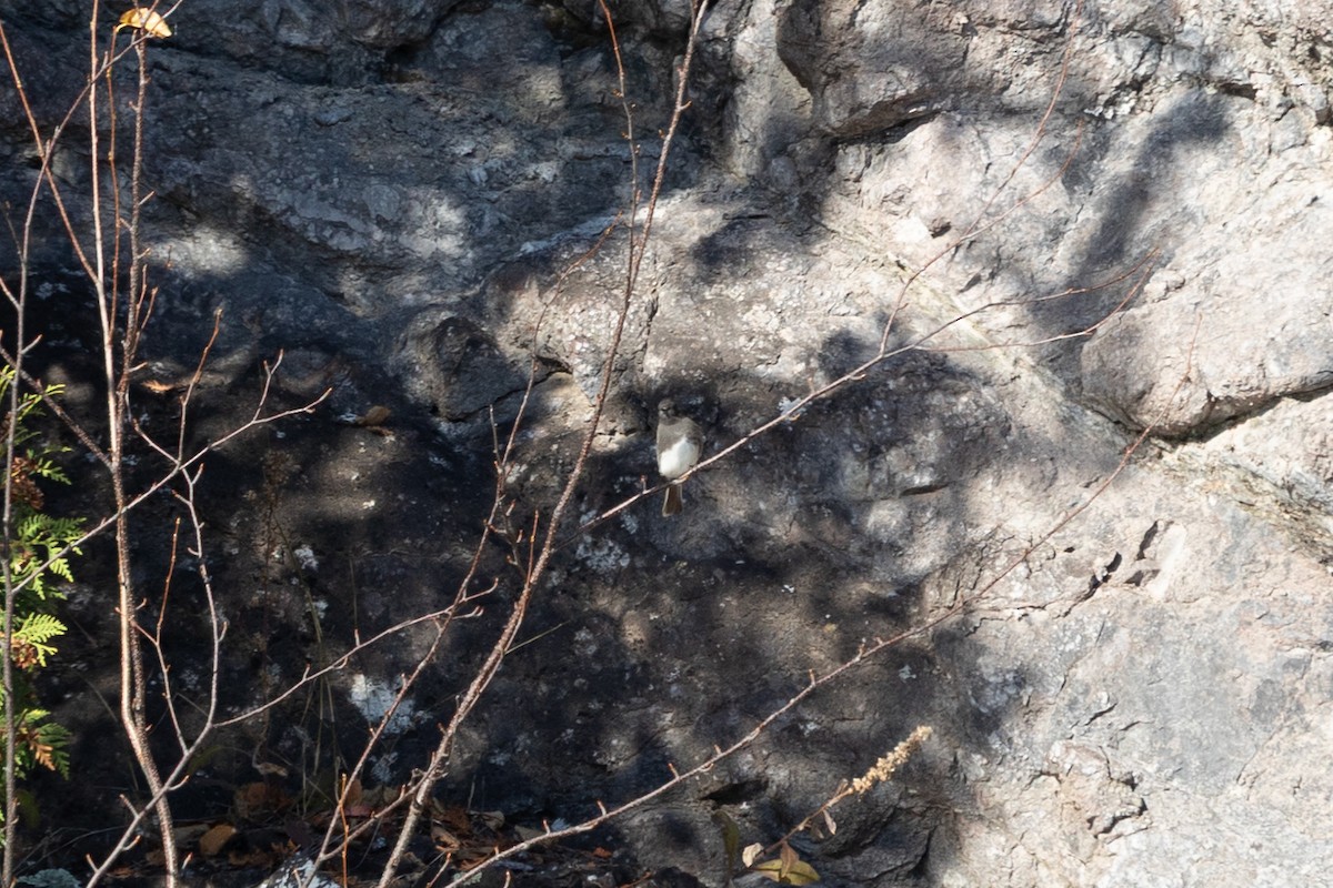 Black Phoebe - ML644247437