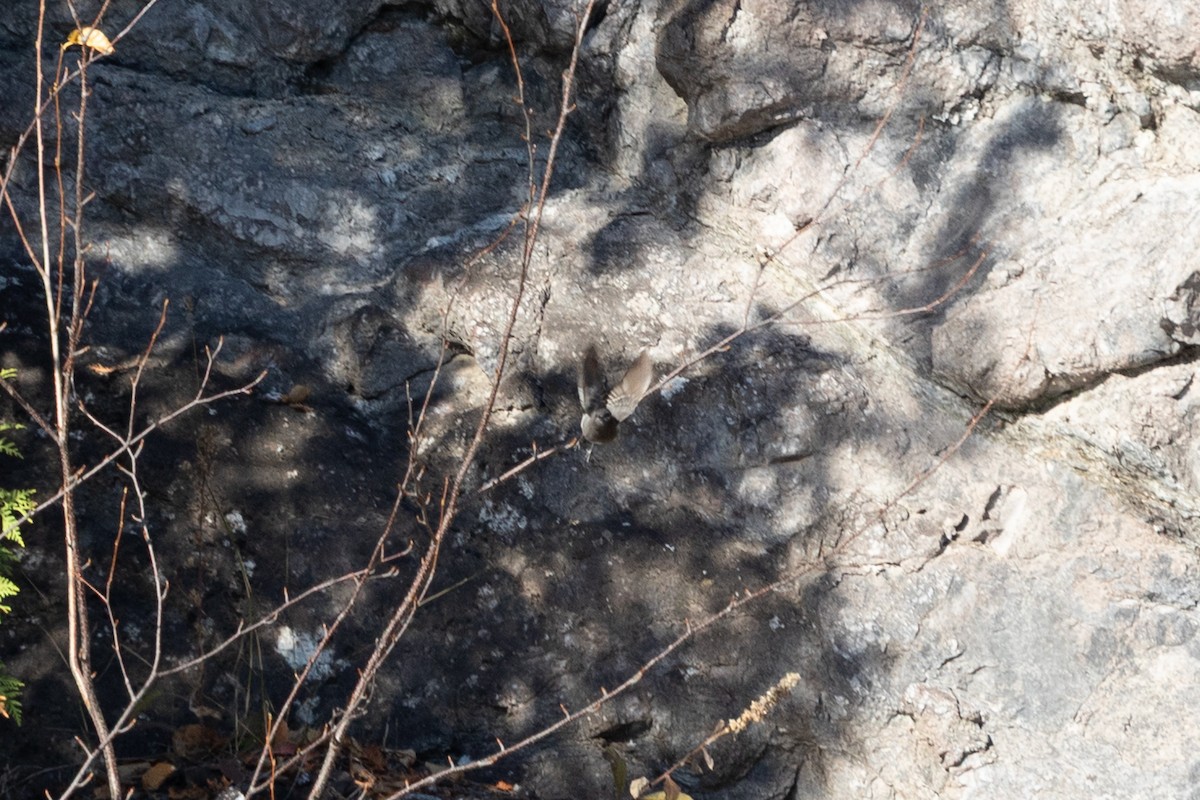 Black Phoebe - ML644247438