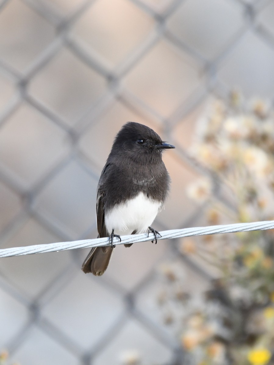 Black Phoebe - ML644247454
