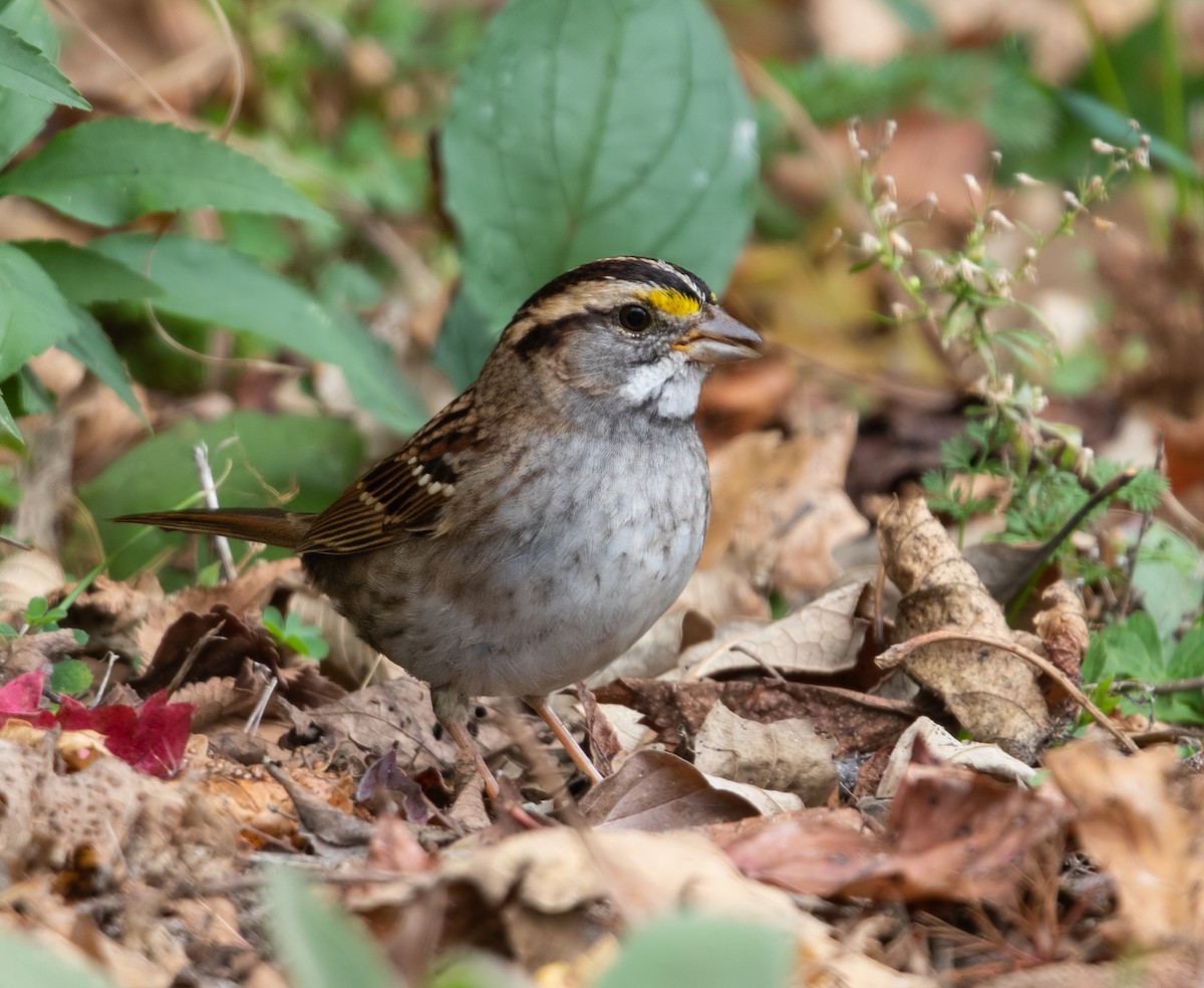 White-throated Sparrow - ML644247455