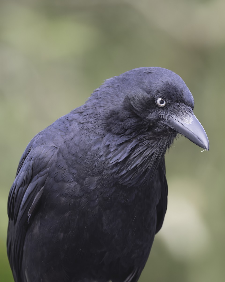 Corbeau d'Australie - ML644247462