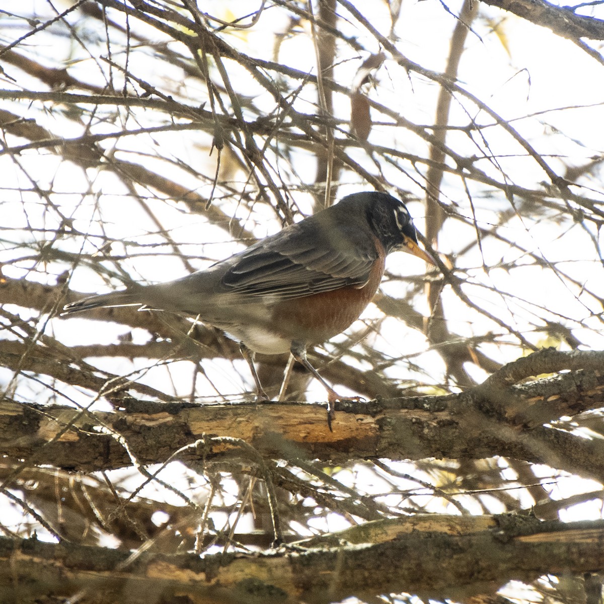 vandretrost - ML644247476