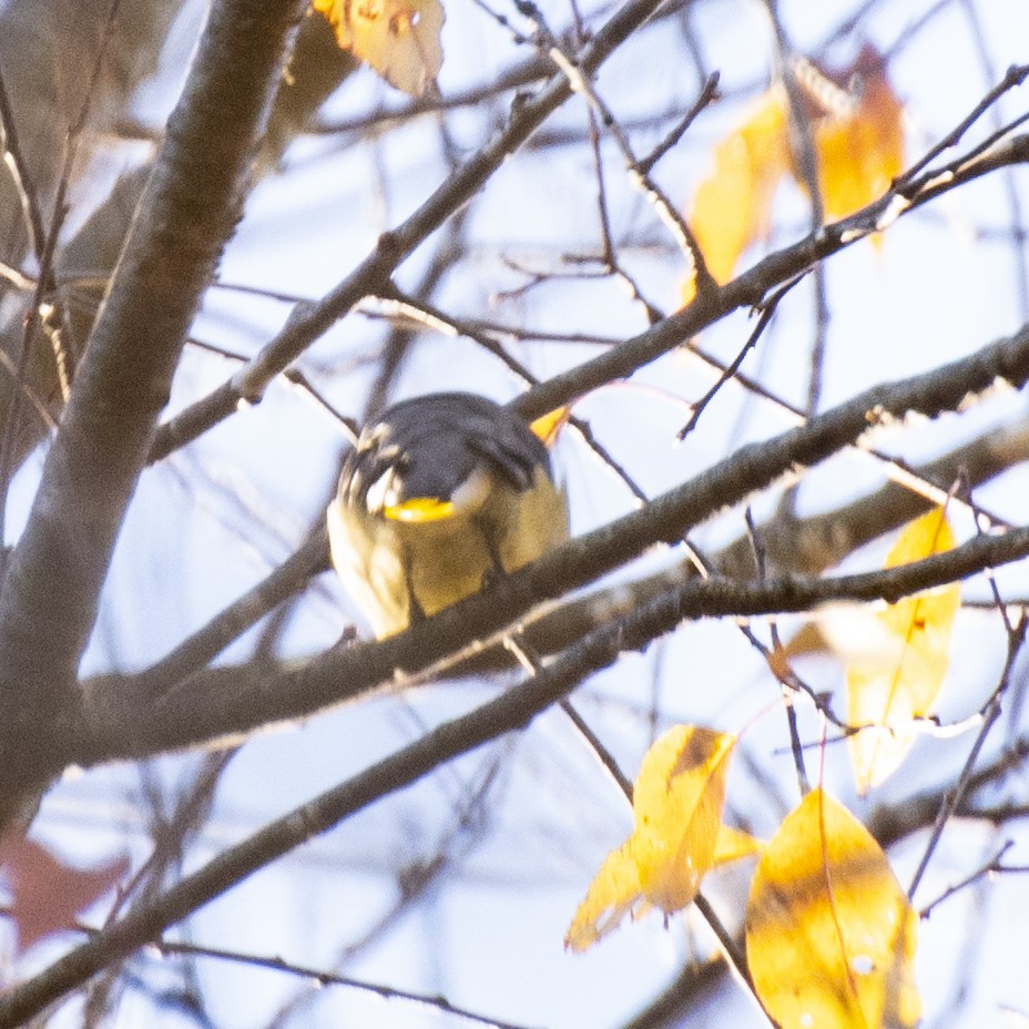 einersidensvans - ML644247495