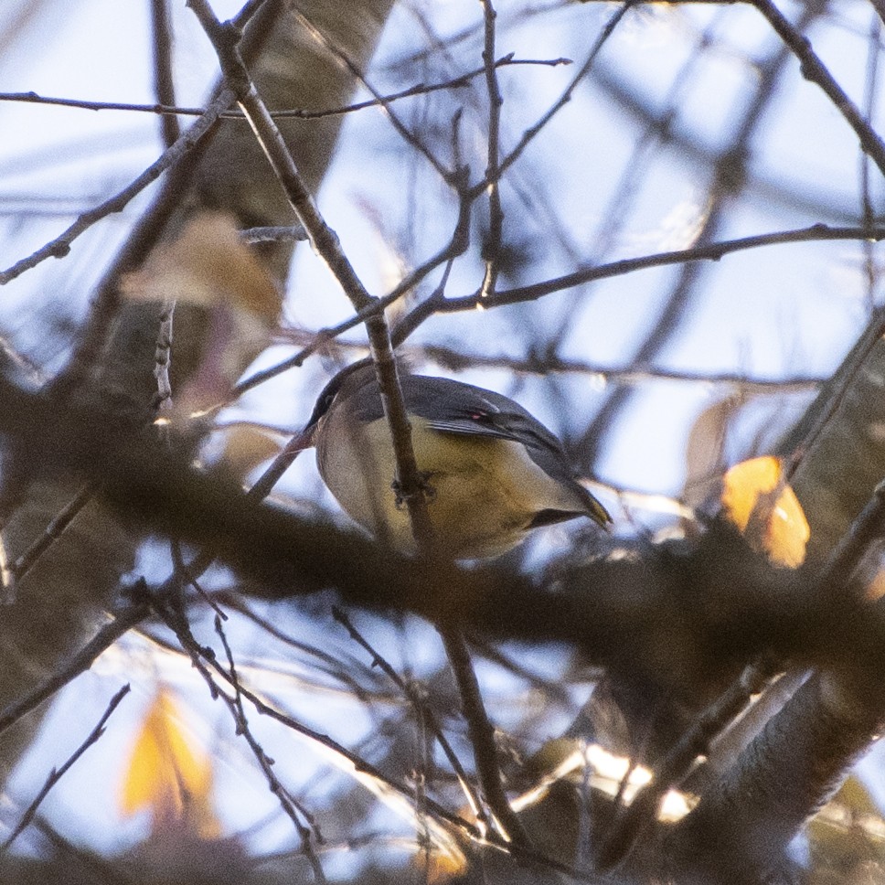 einersidensvans - ML644247496