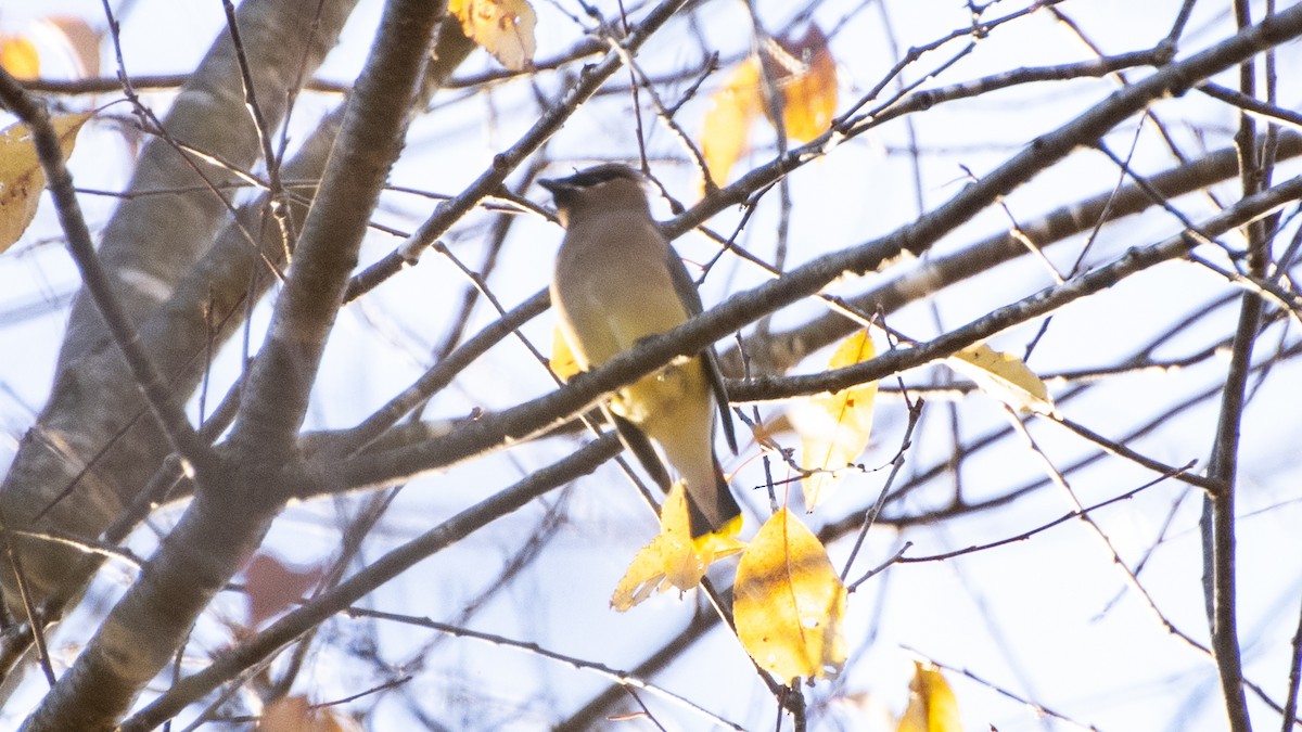 einersidensvans - ML644247497