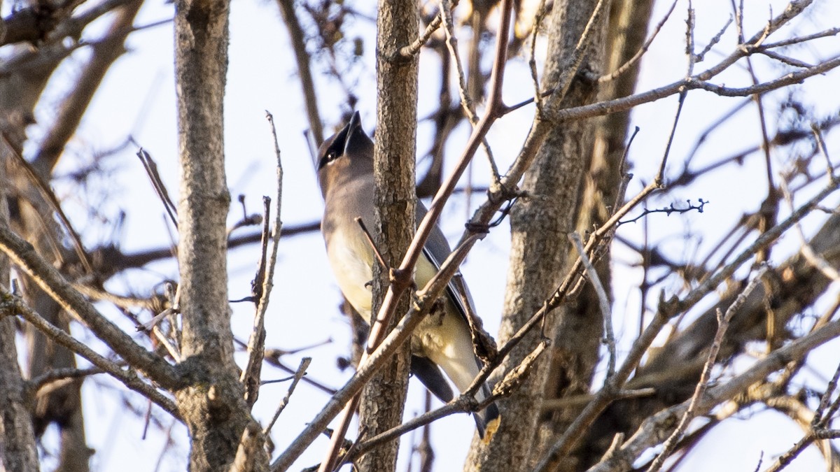 einersidensvans - ML644247499