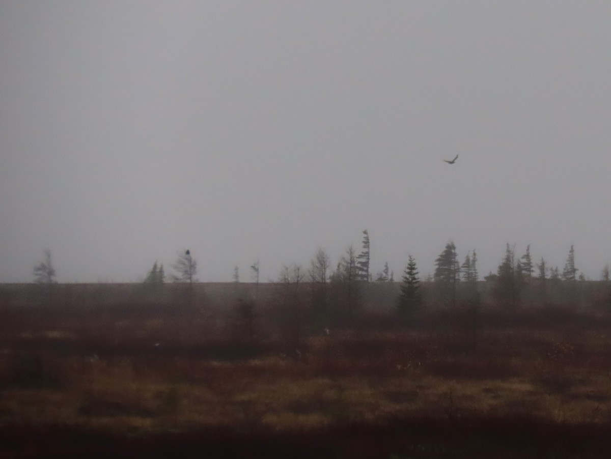 Grand Corbeau - ML644247501