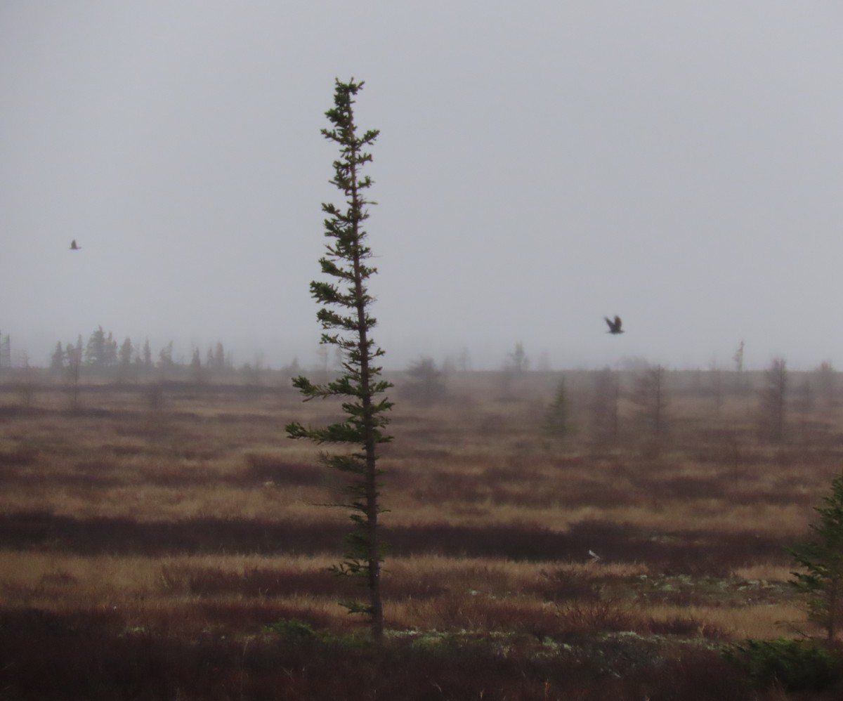 Grand Corbeau - ML644247502