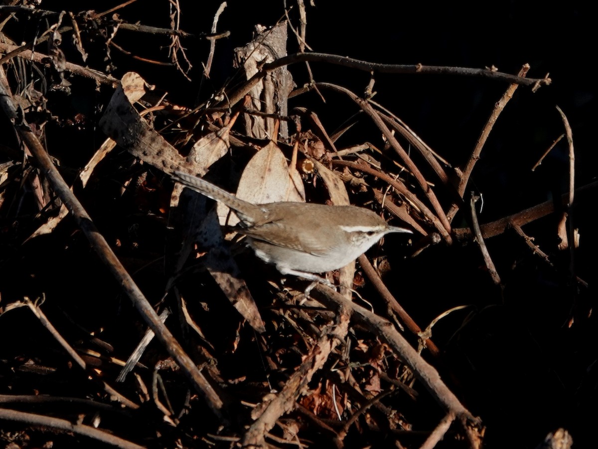 Підбуреник - ML644247508