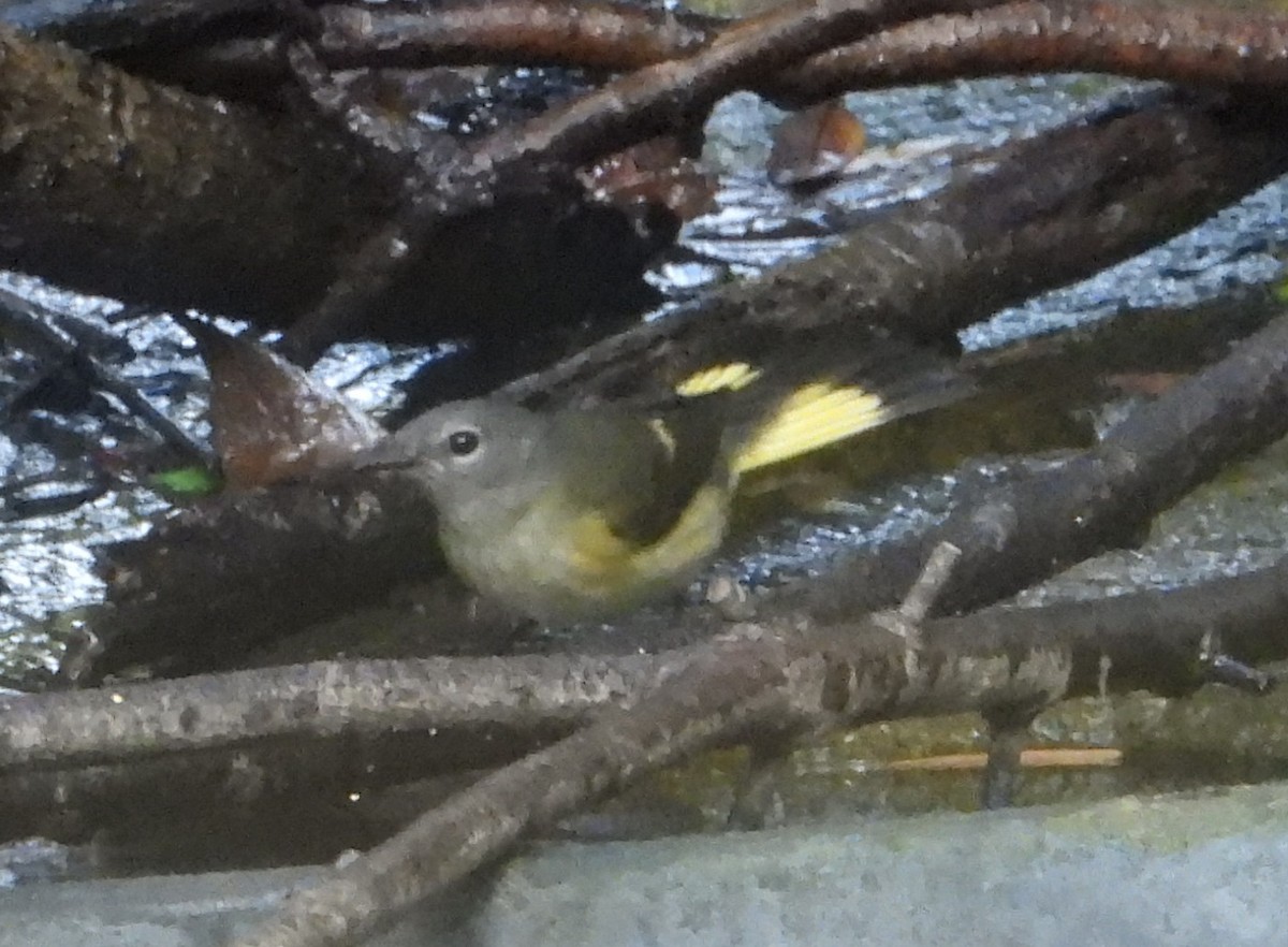 American Redstart - ML644247515