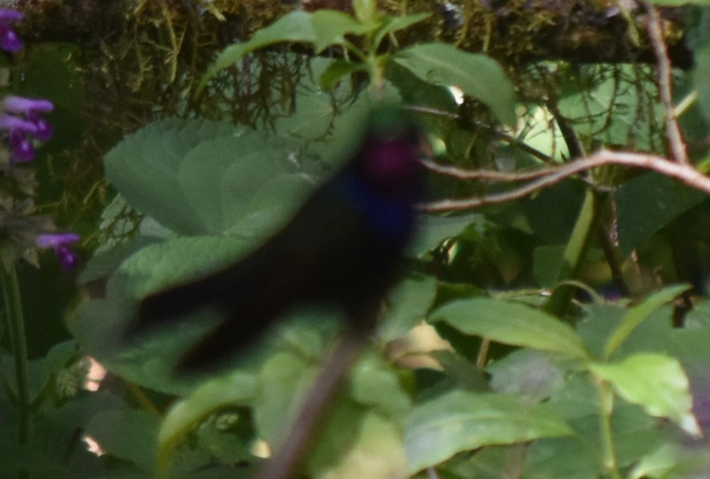 Garnet-throated Hummingbird - ML644247519