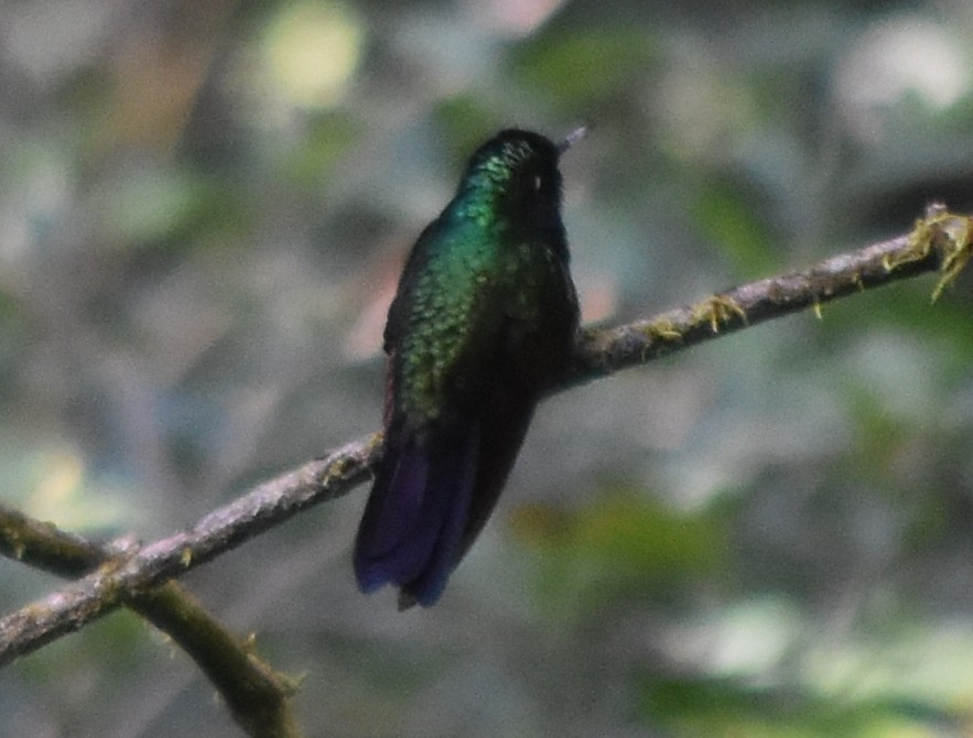 Garnet-throated Hummingbird - ML644247520