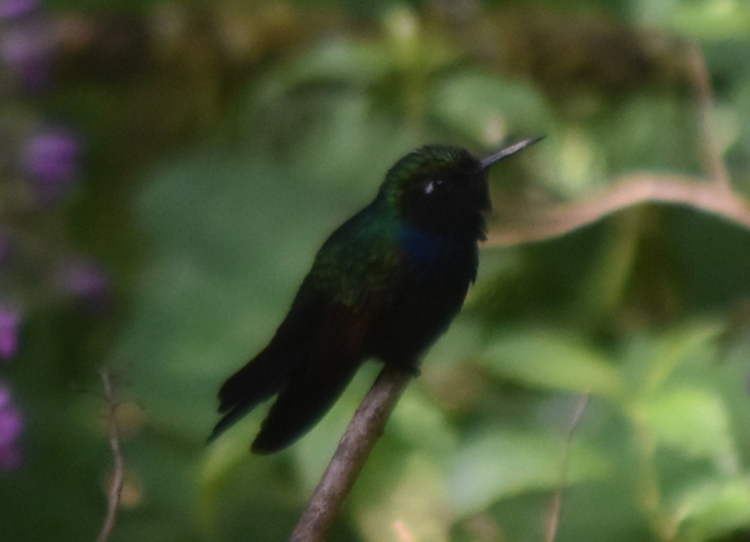 Garnet-throated Hummingbird - ML644247521