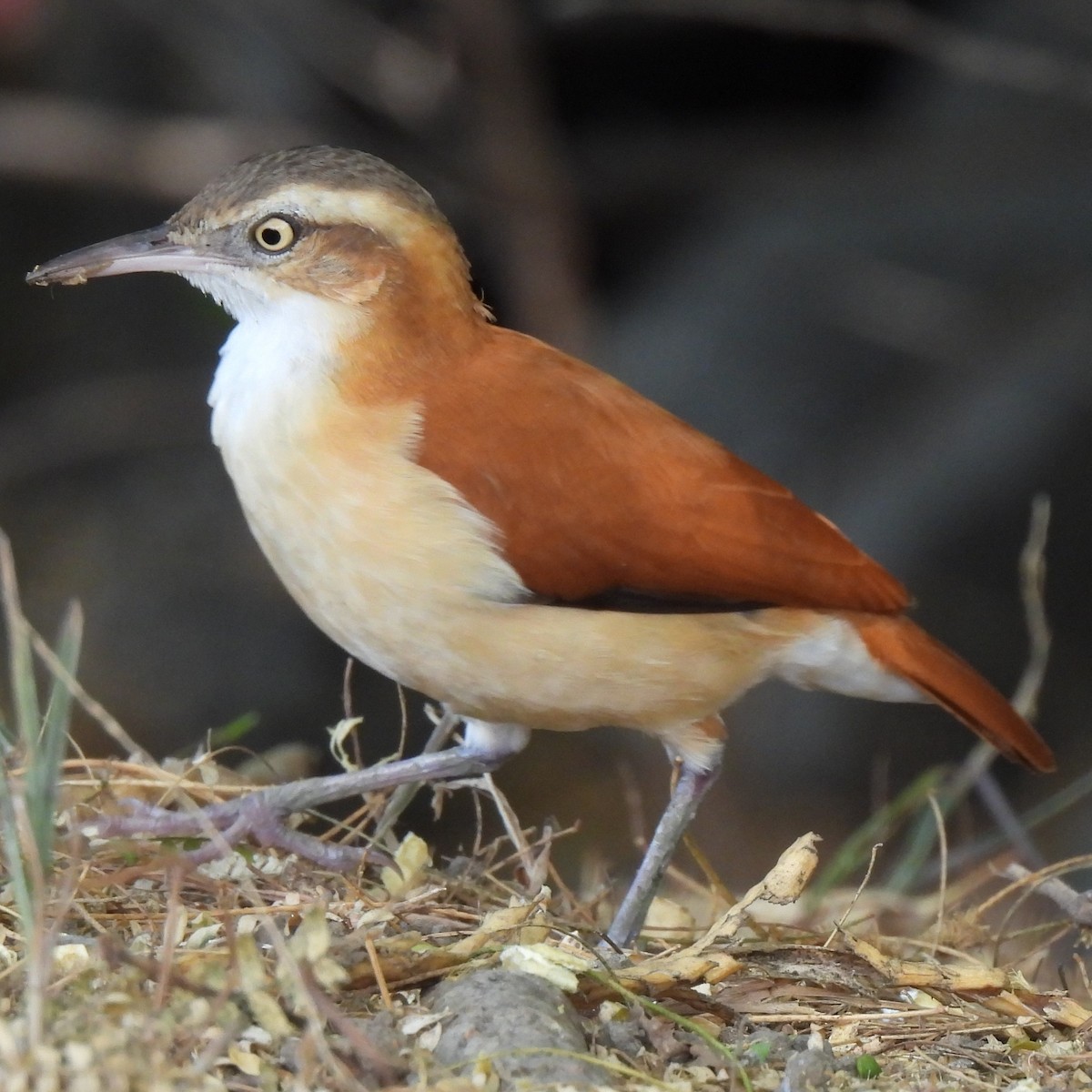 kanelryggovnfugl - ML644247531