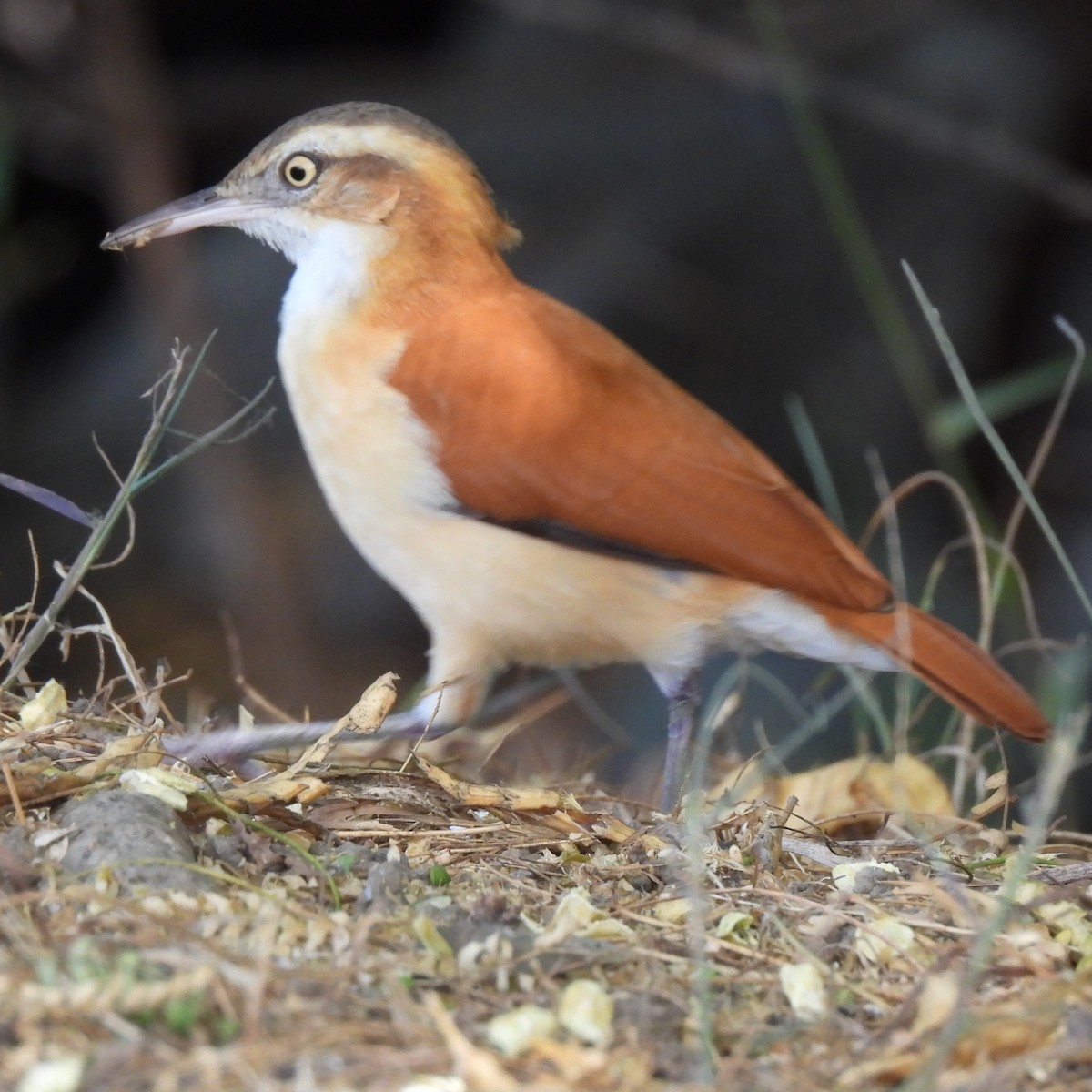 kanelryggovnfugl - ML644247532