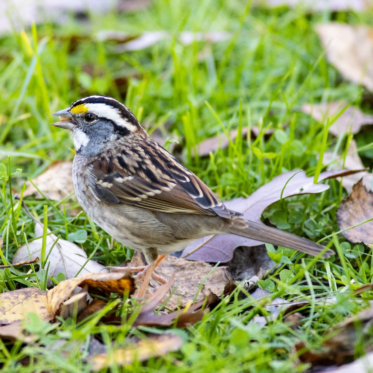 hvitstrupespurv - ML644247542