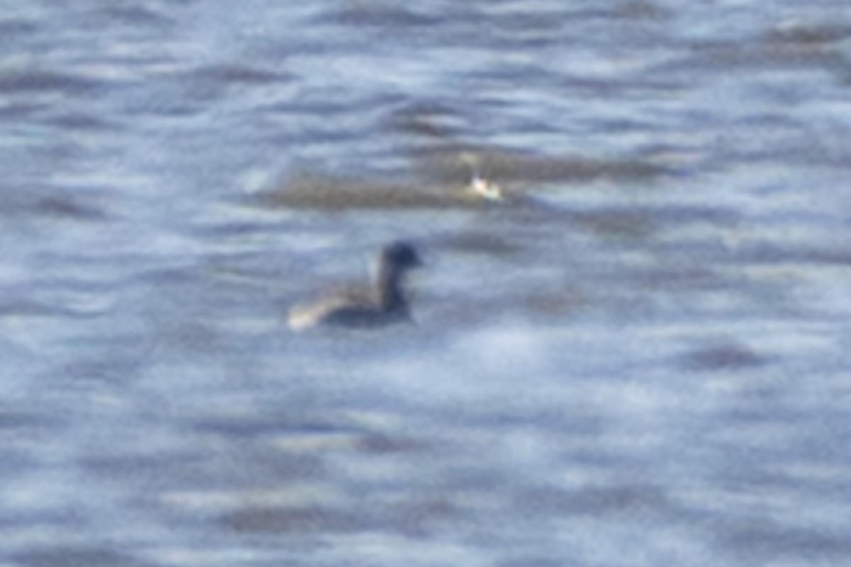 黑頸鸊鷉 - ML644247545