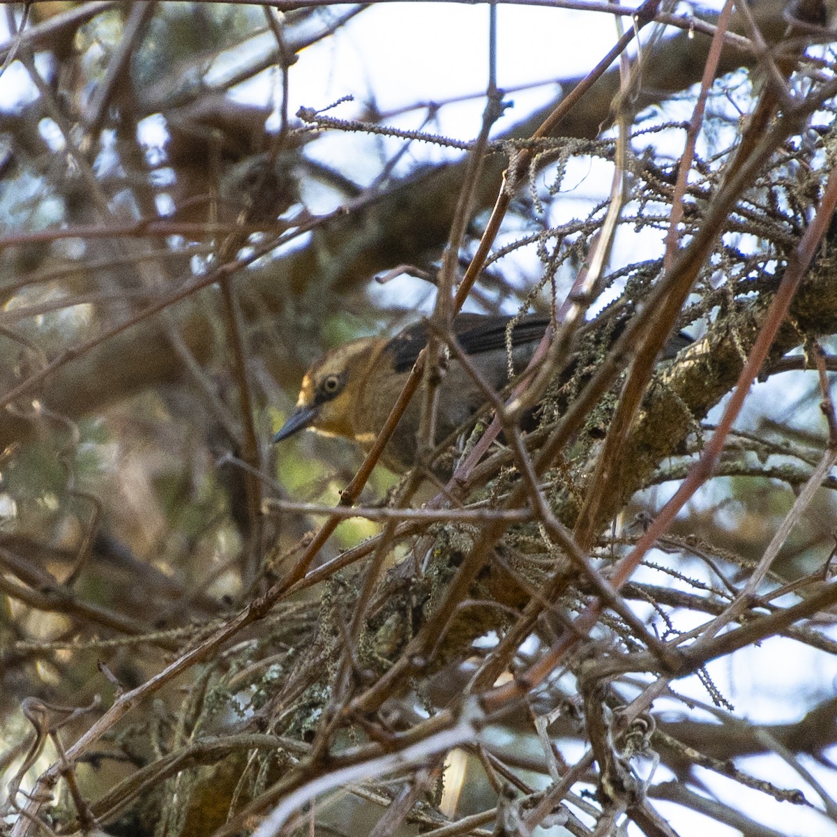 kanadatrupial - ML644247550