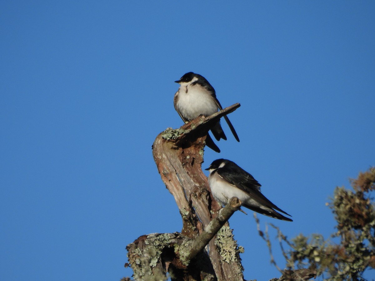 White-rumped Swallow - ML644247551
