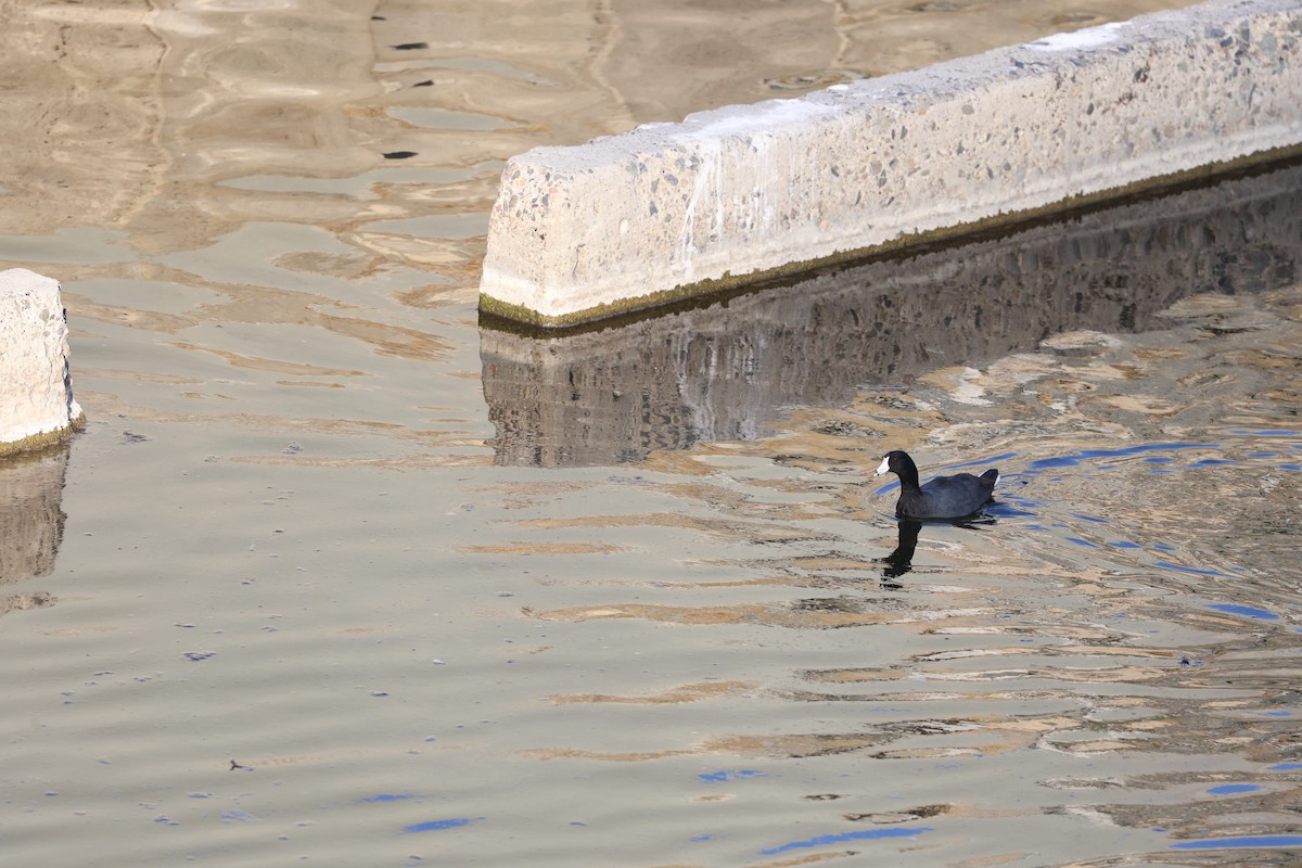 American Coot - ML644247562